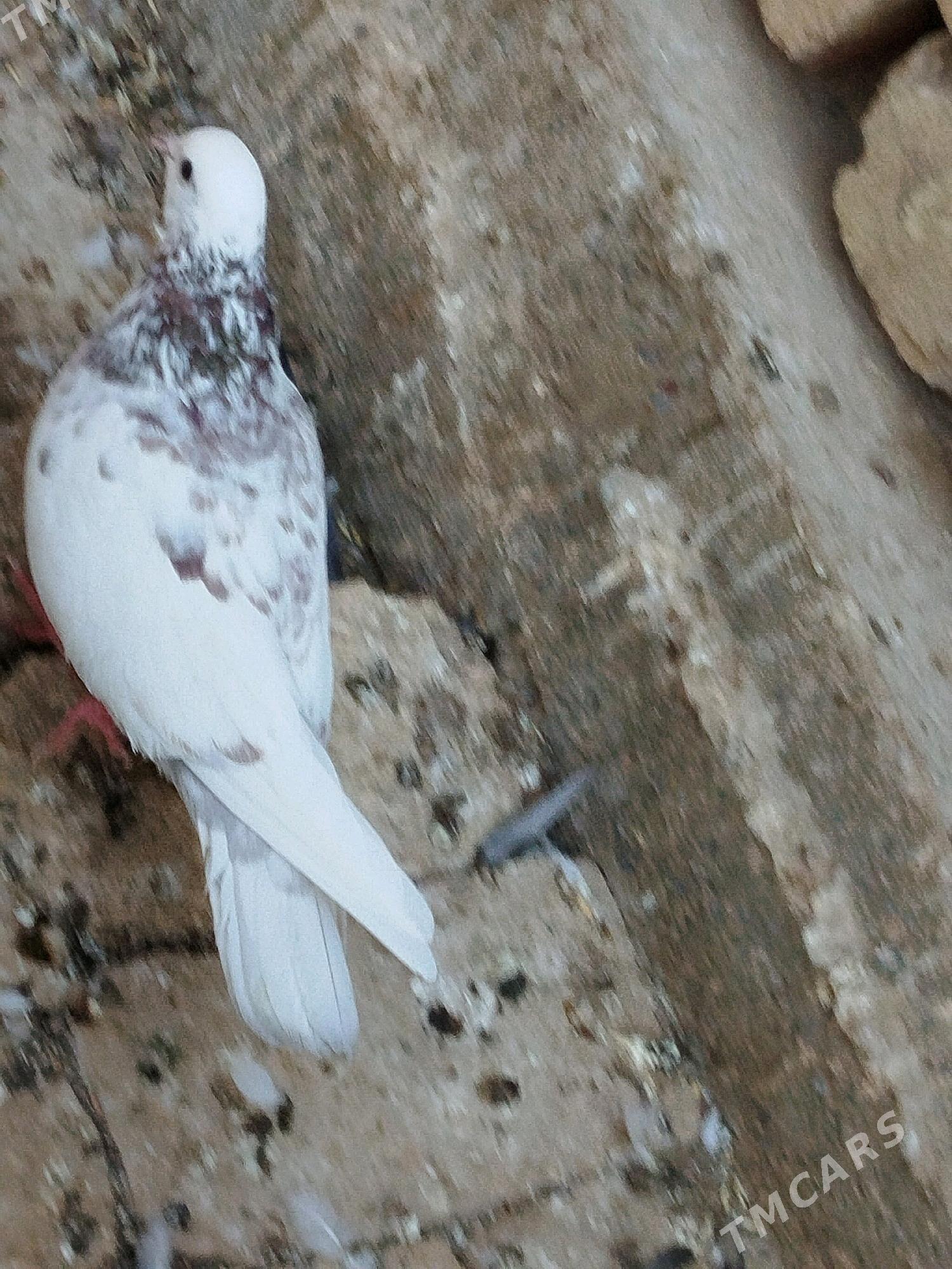 kepderi - Мары - img 6