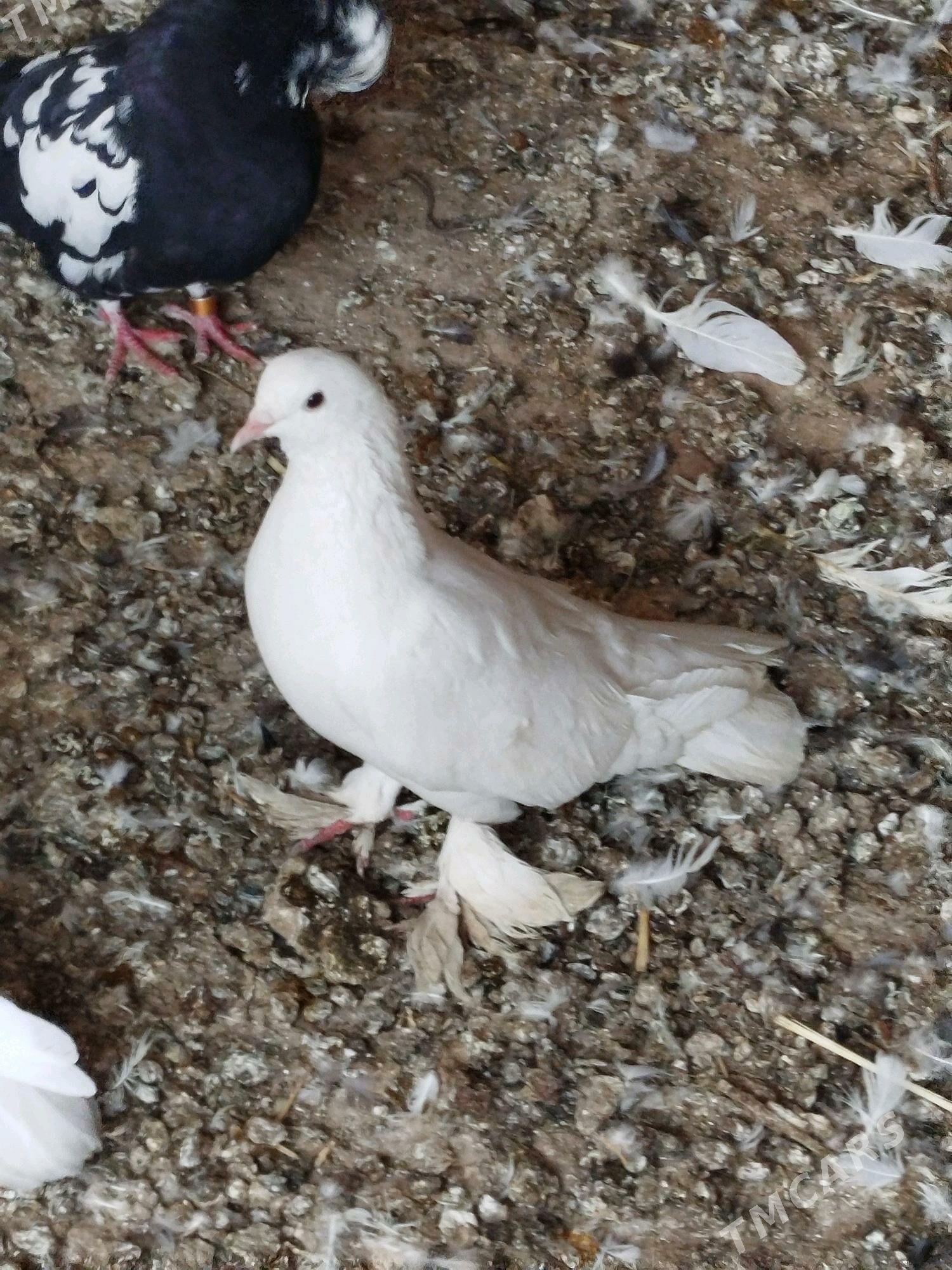 kepderi - Мары - img 7