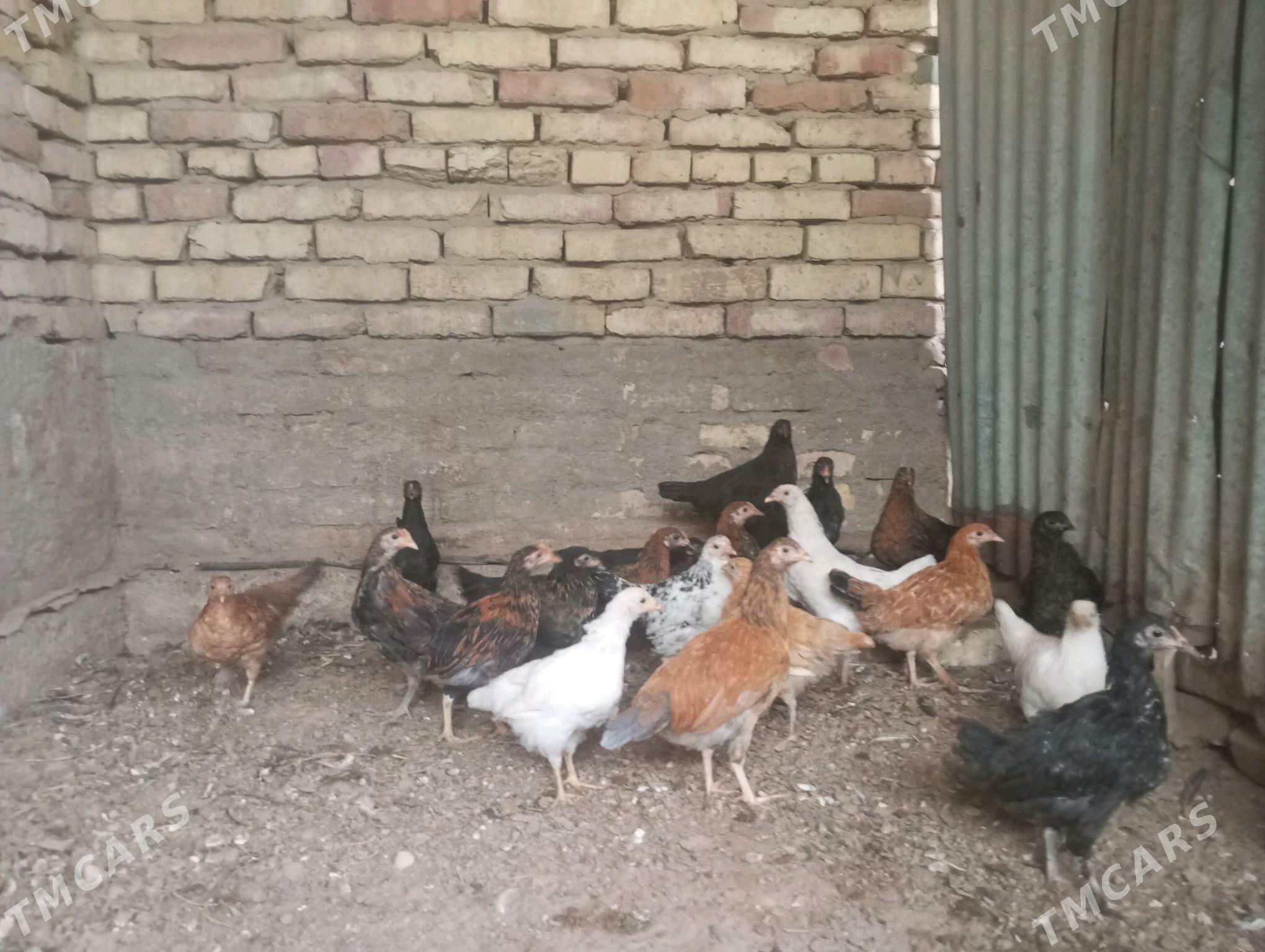 towuk jujeleri - Sakarçäge - img 2