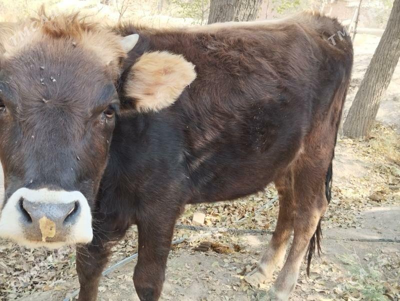 Tűwe - Кака - img 3