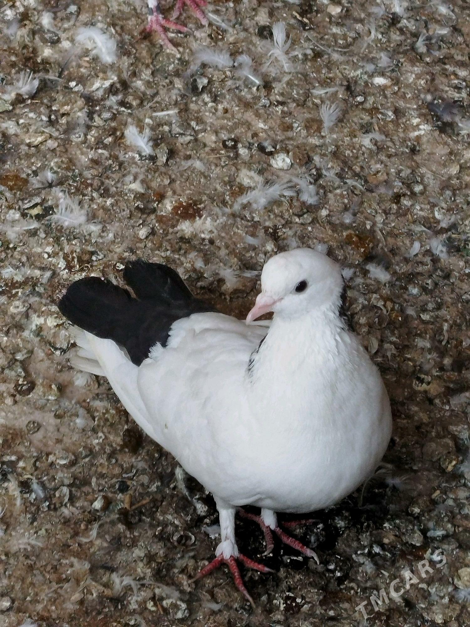 kepderi - Мары - img 8