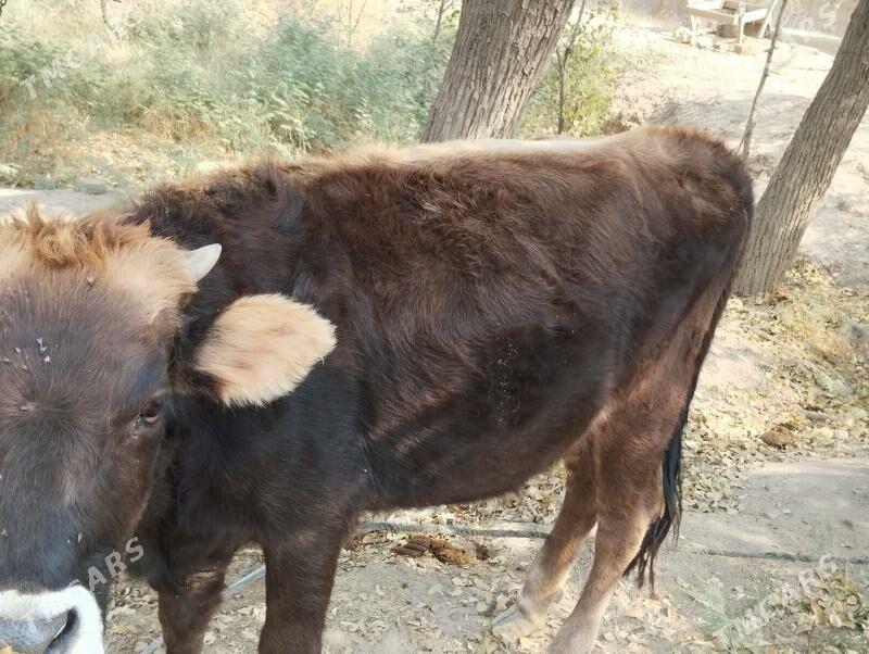 Tűwe - Кака - img 2