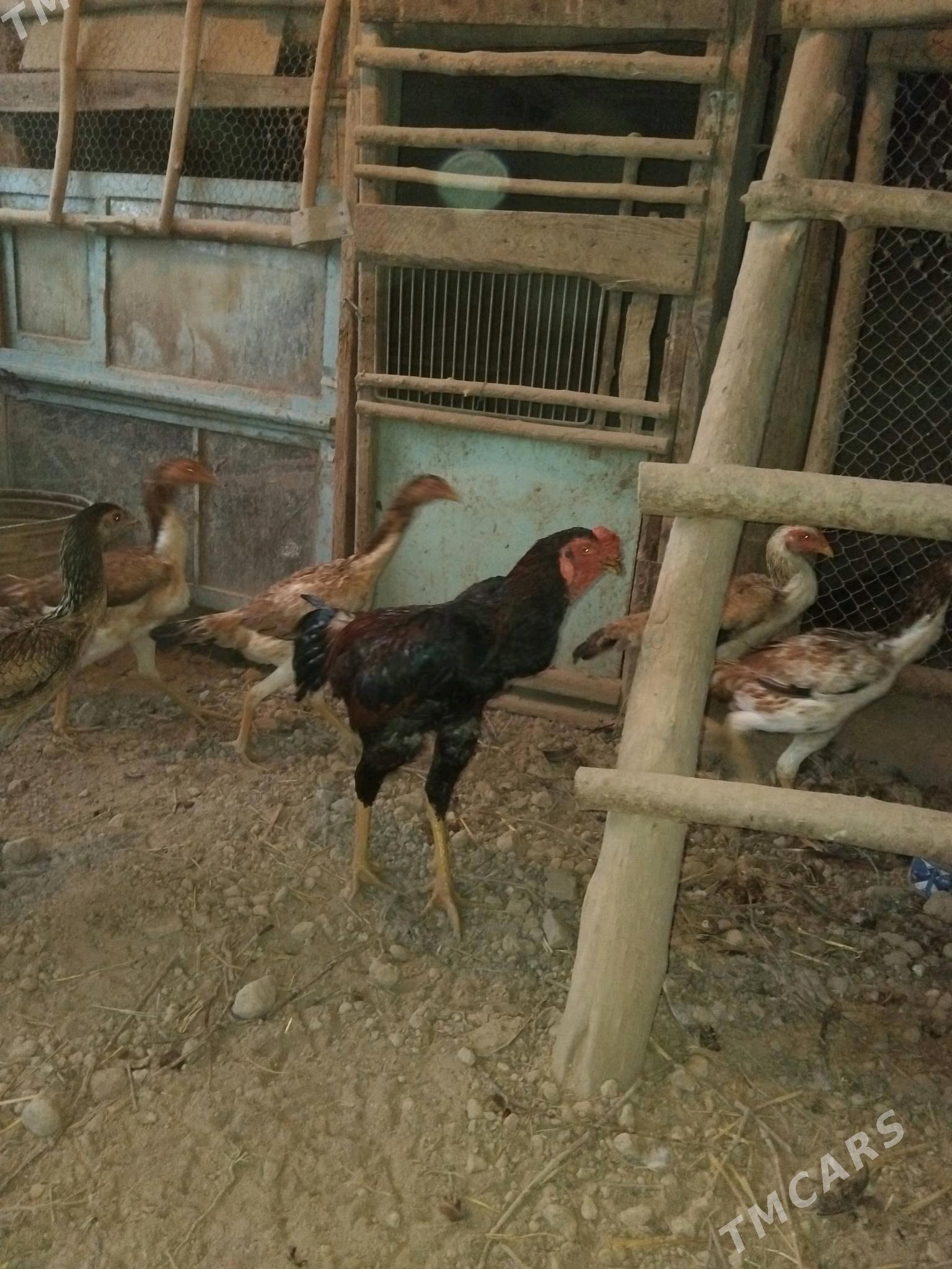 хораз - Гурбансолтан Едже - img 2