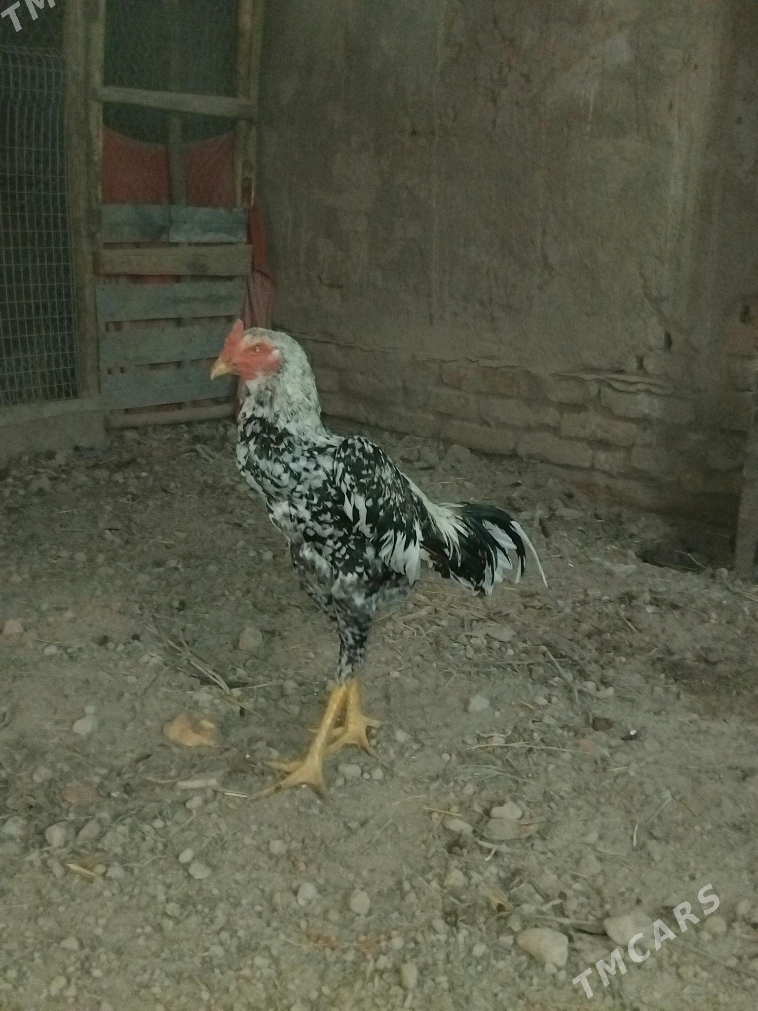 хораз - Гурбансолтан Едже - img 3