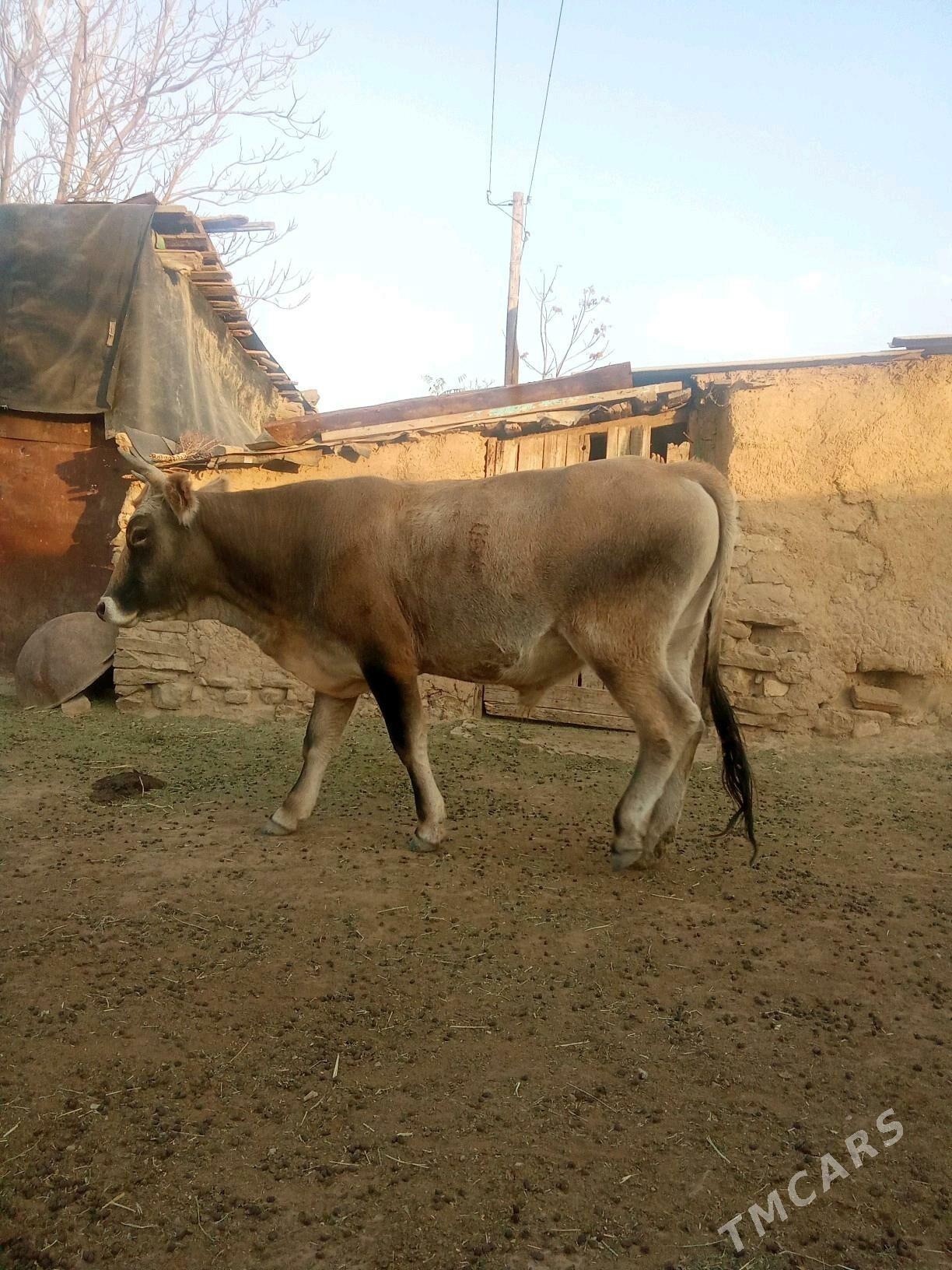 okuz - Bäherden - img 1