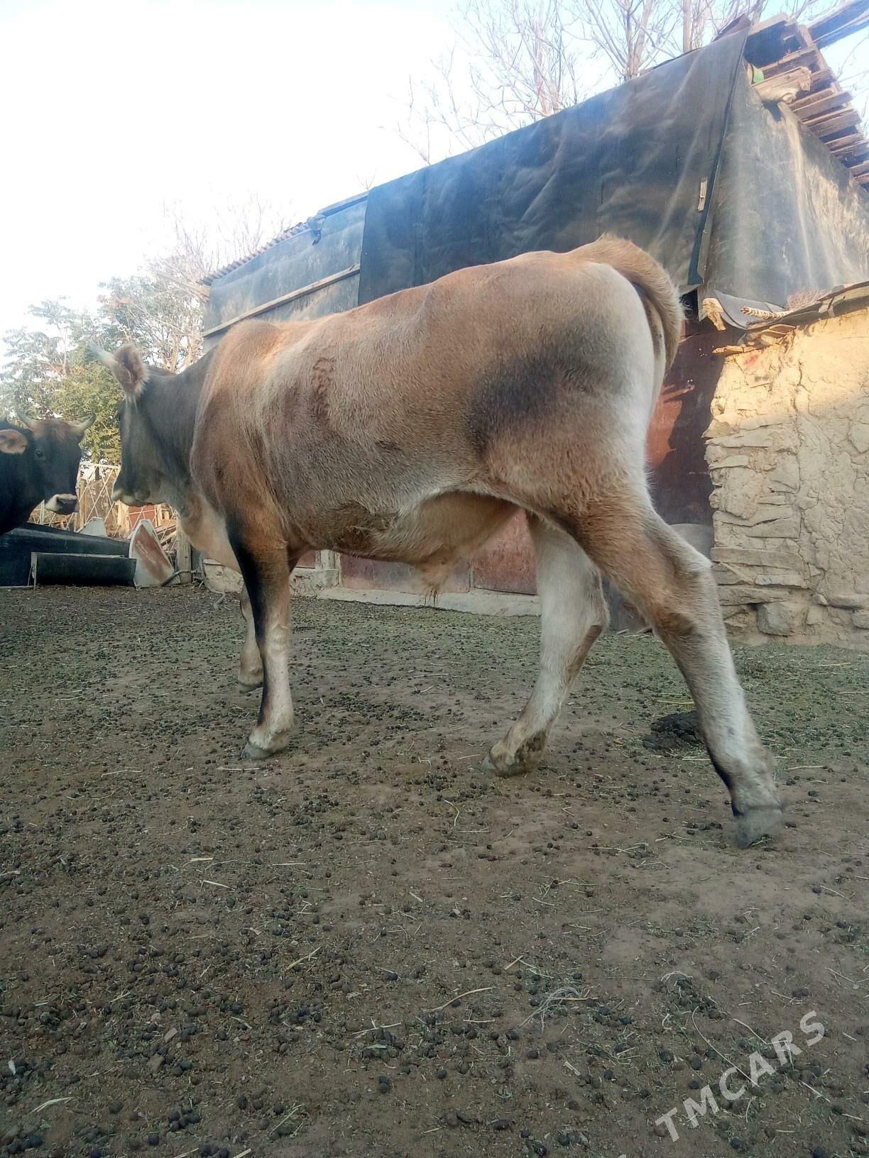 okuz - Bäherden - img 2