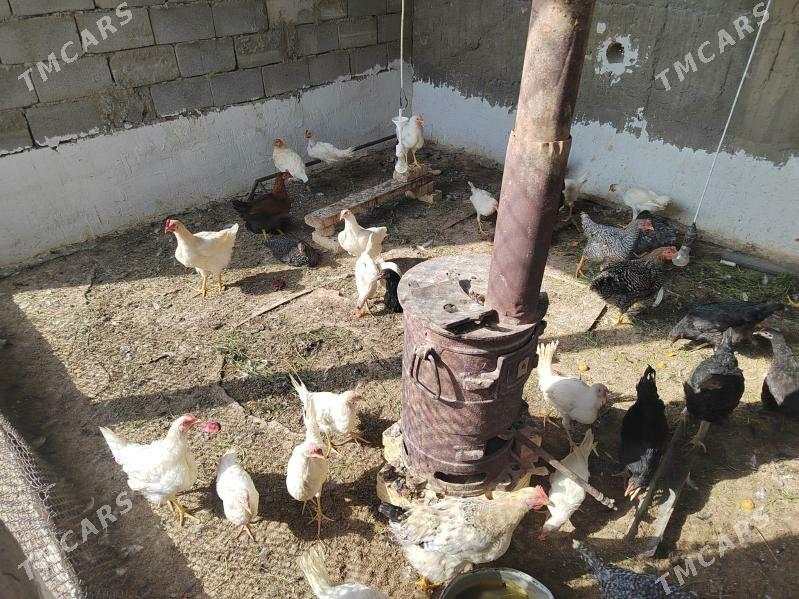 towuk - Багир - img 2