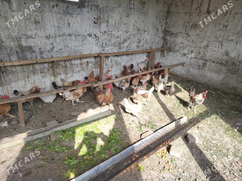 towuk - Багир - img 4