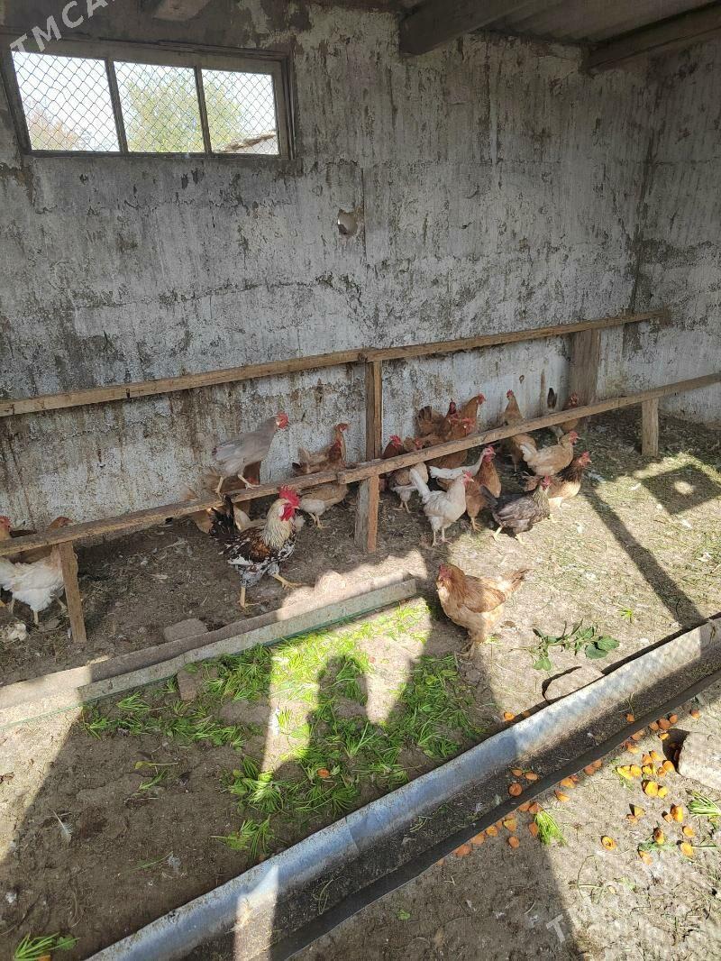 towuk - Багир - img 5