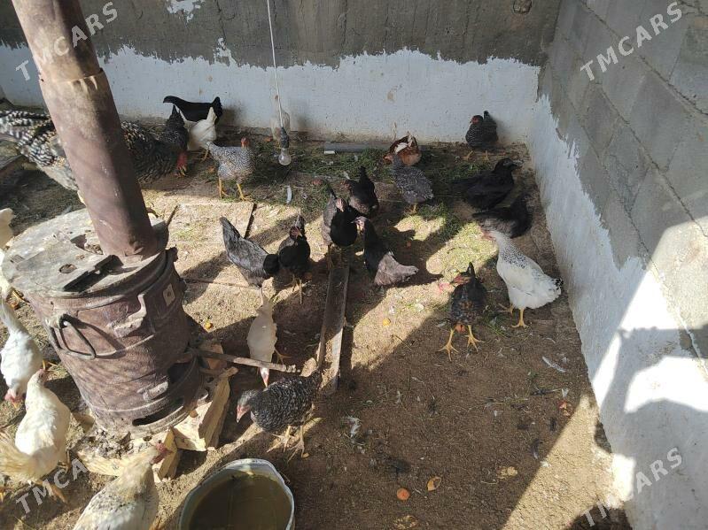 towuk - Bagyr - img 1