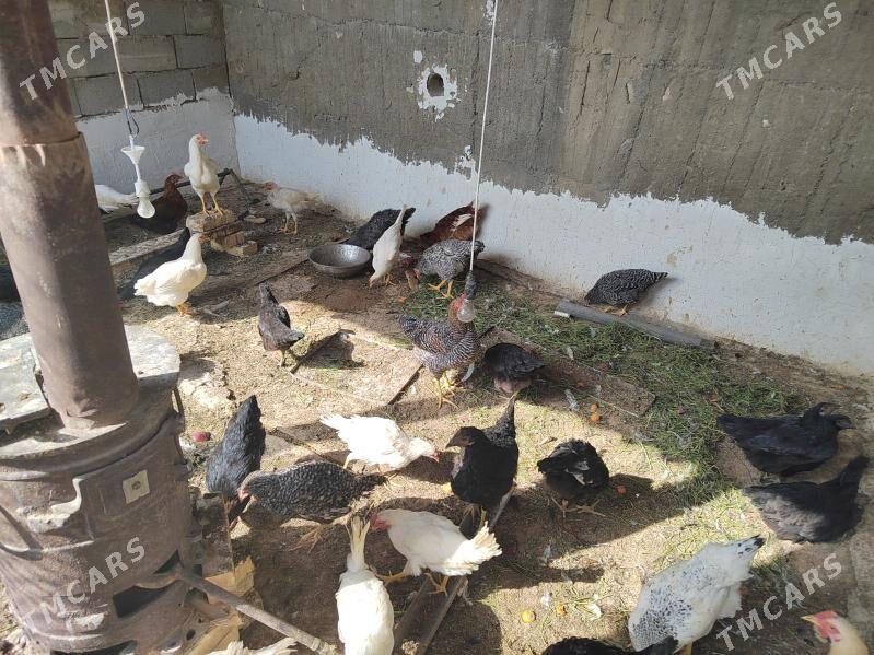 towuk - Багир - img 6