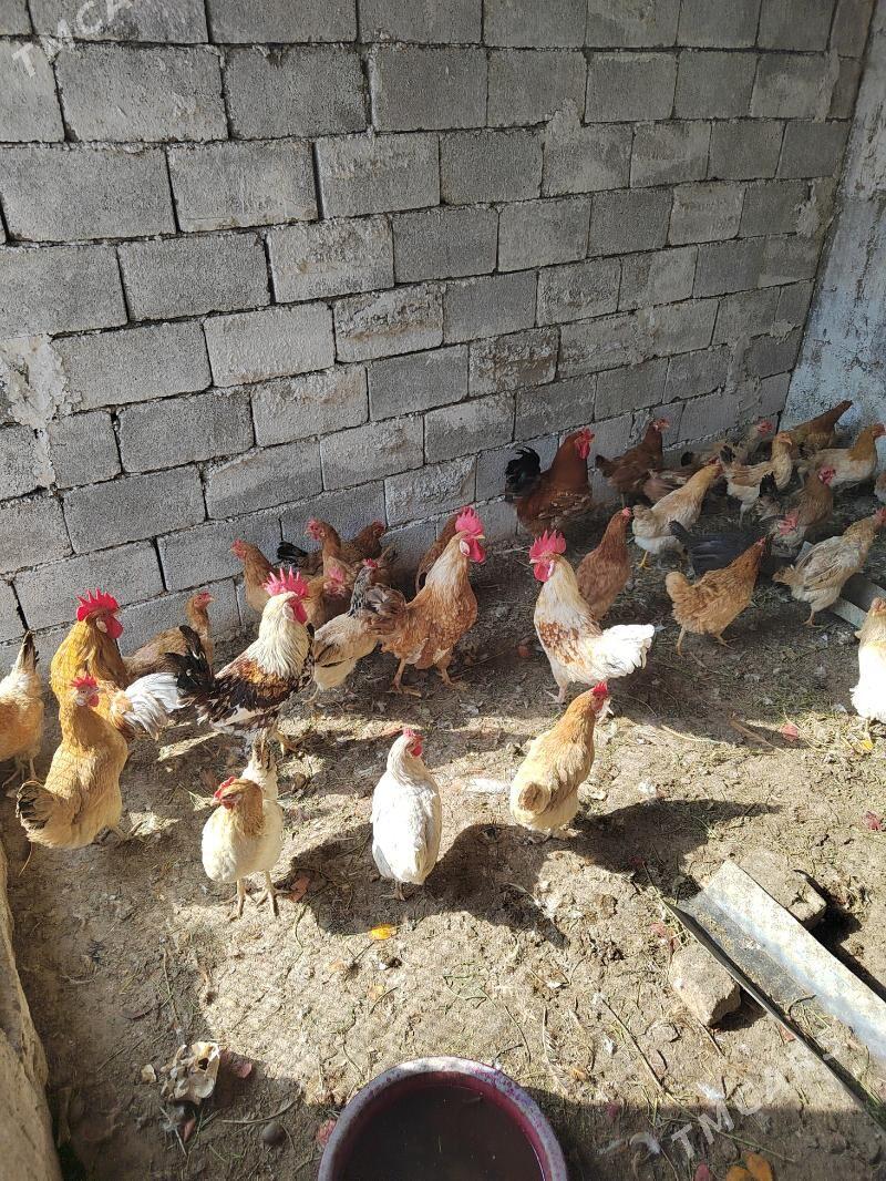 towuk - Багир - img 3