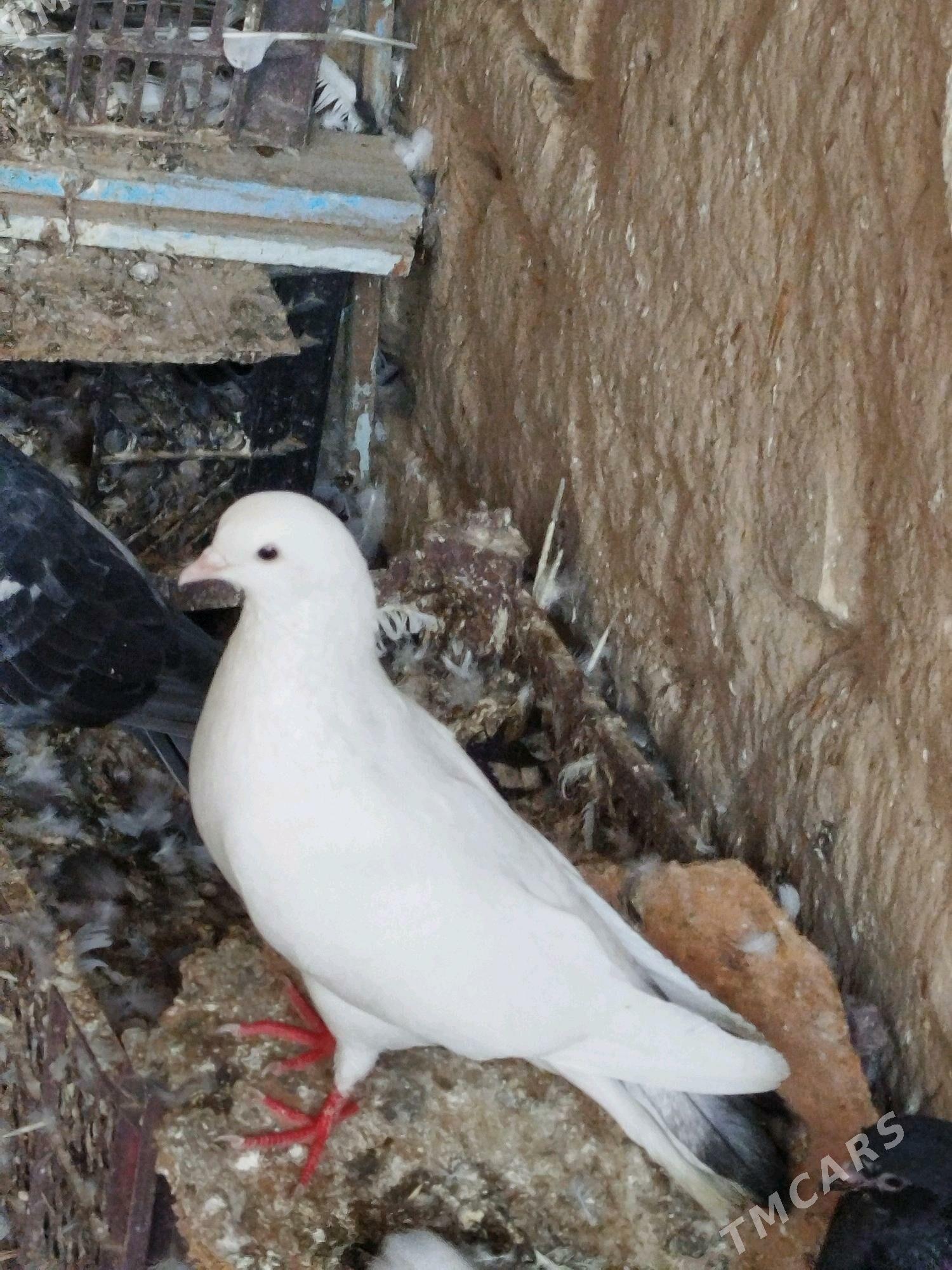 kepderi - Мары - img 9