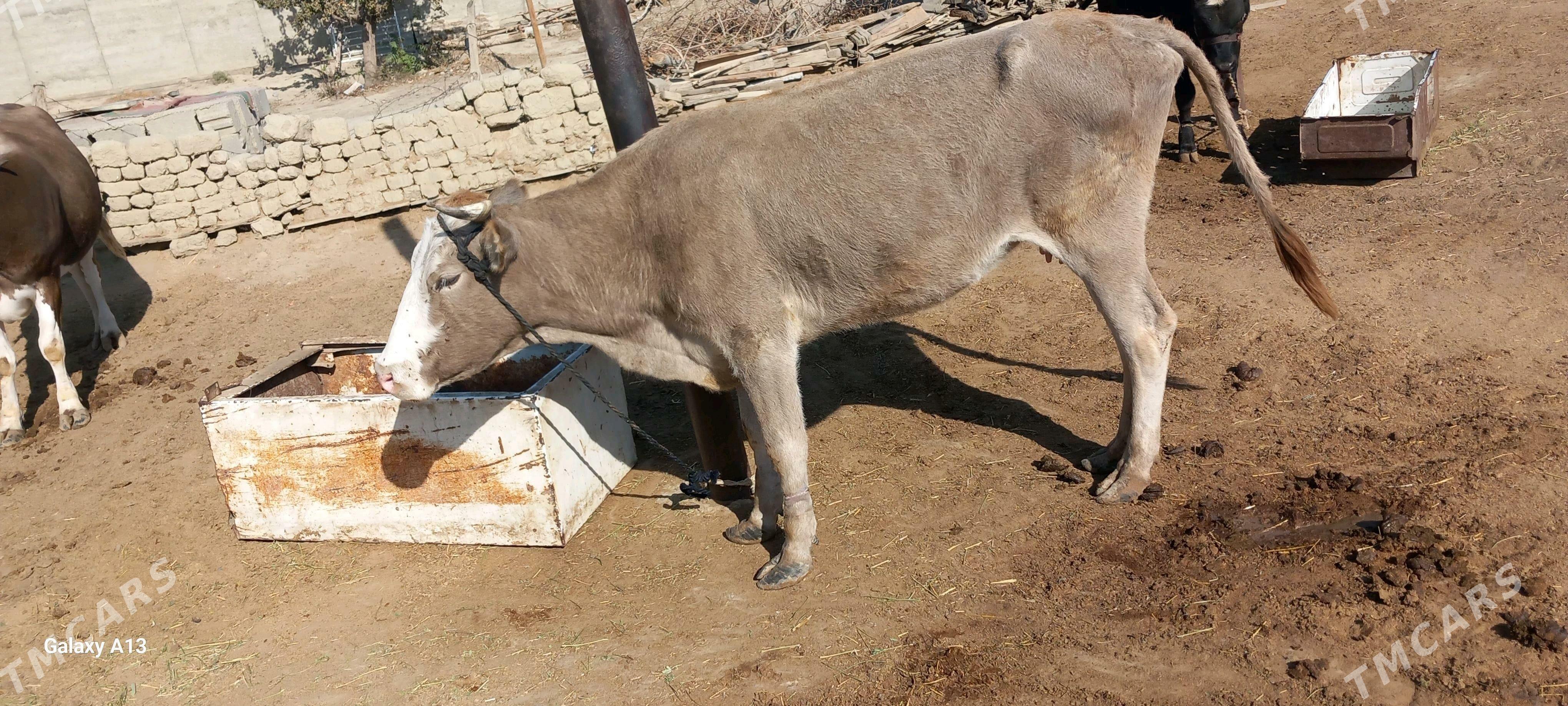 Sygyr - Бахарден - img 2