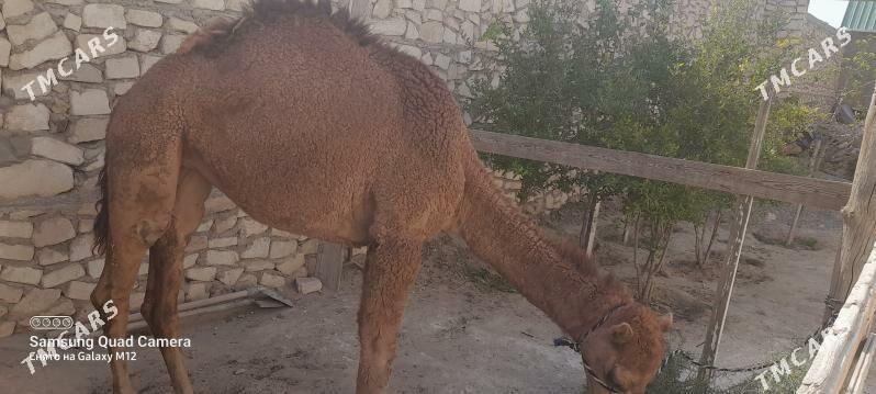 inen ogşuk - Туркменбаши - img 1