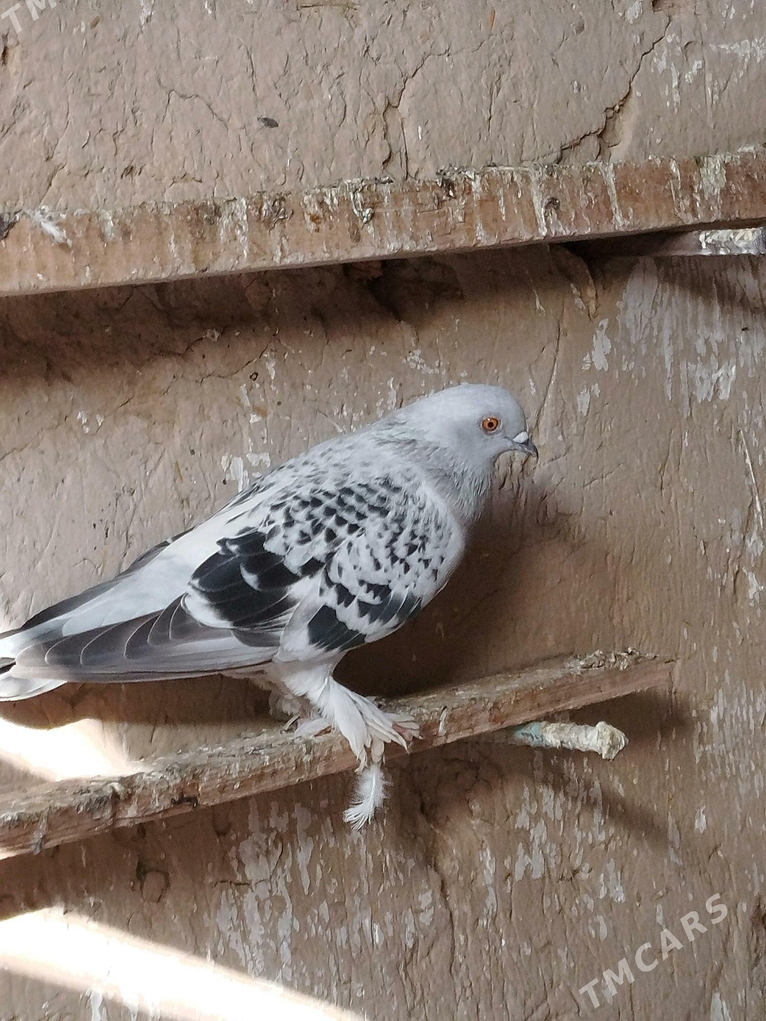 kepderi - Мары - img 10