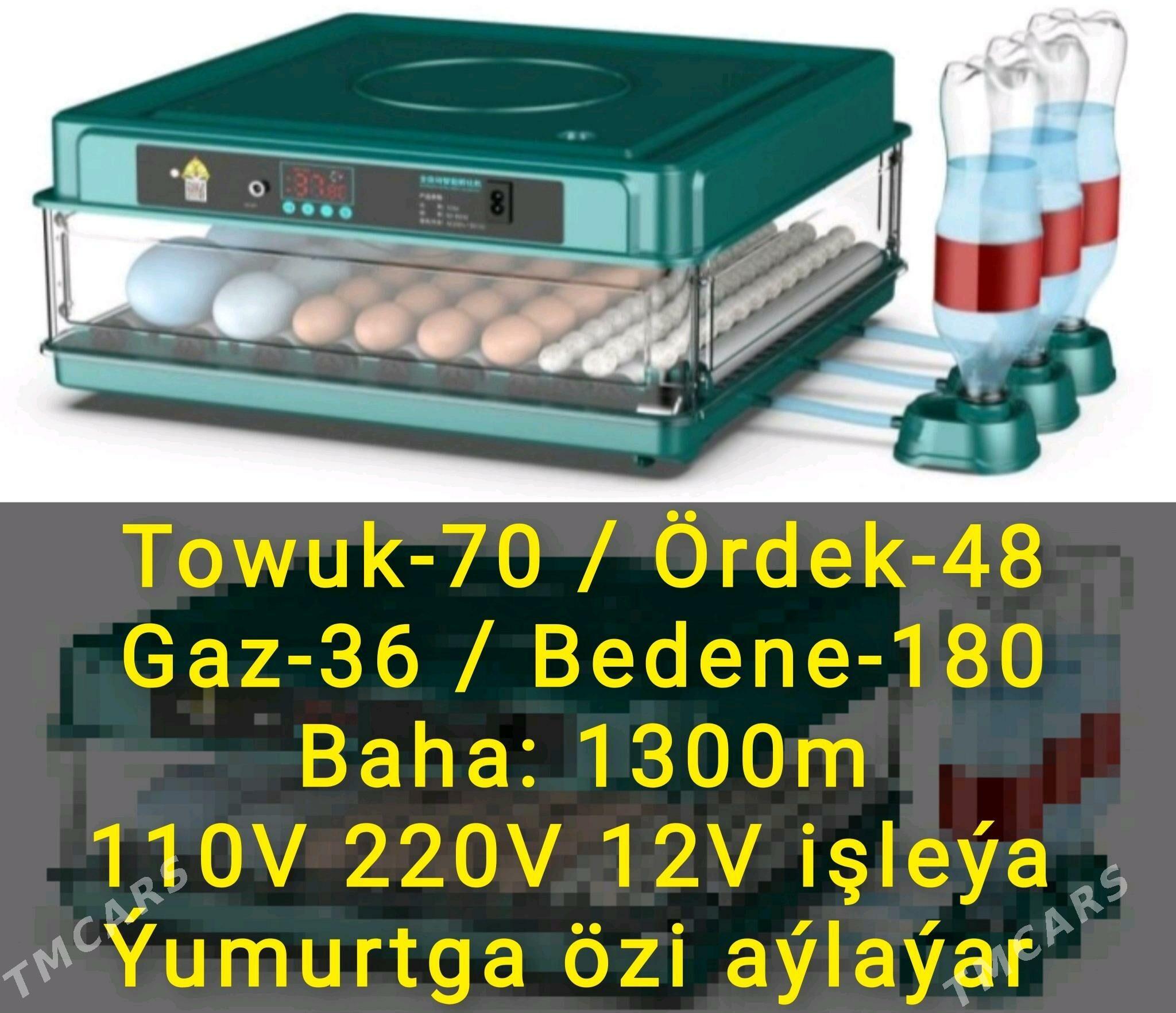 Inkubator Towuk Horaz Jüýje - Aşgabat - img 3