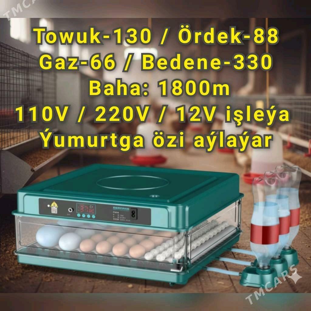 Inkubator Towuk Horaz Jüýje - Aşgabat - img 2