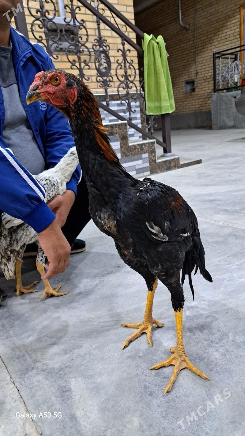 Horaz Maki - Сакар - img 4