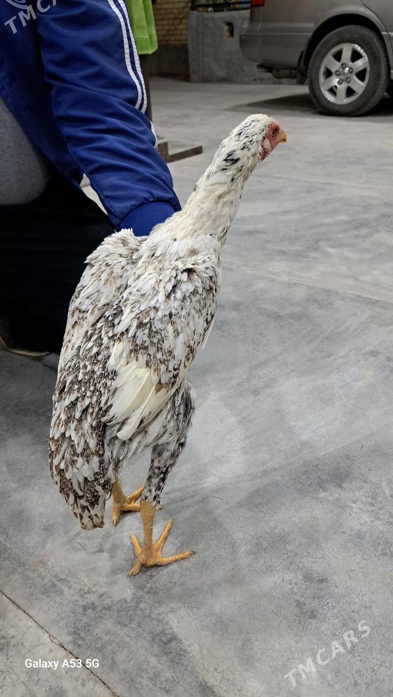 Horaz Maki - Сакар - img 2