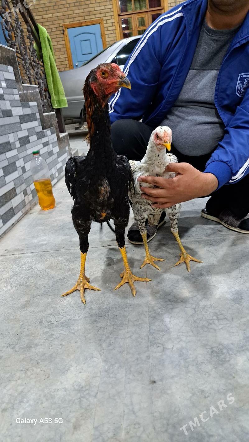 Horaz Maki - Сакар - img 6