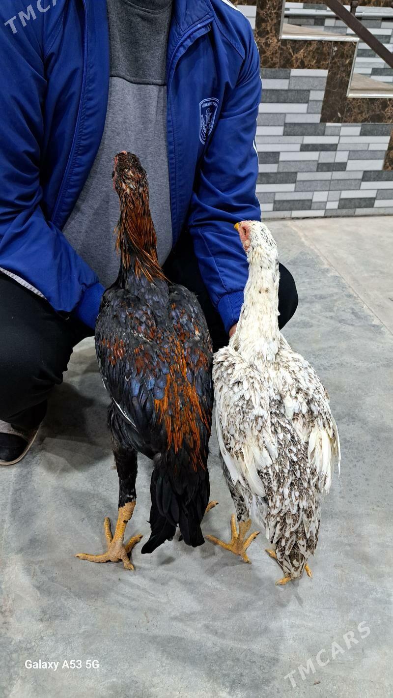 Horaz Maki - Сакар - img 7