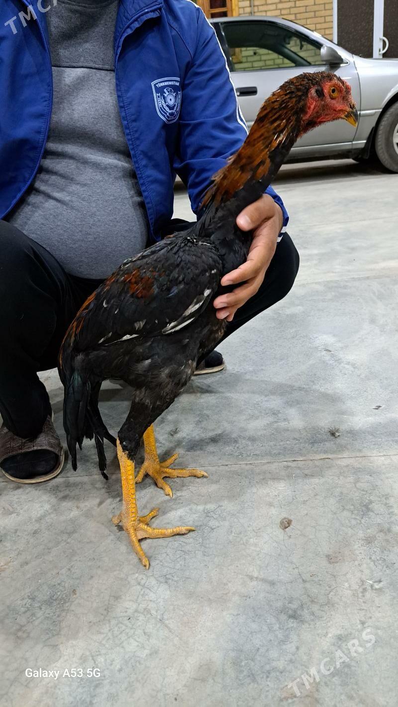 Horaz Maki - Сакар - img 3