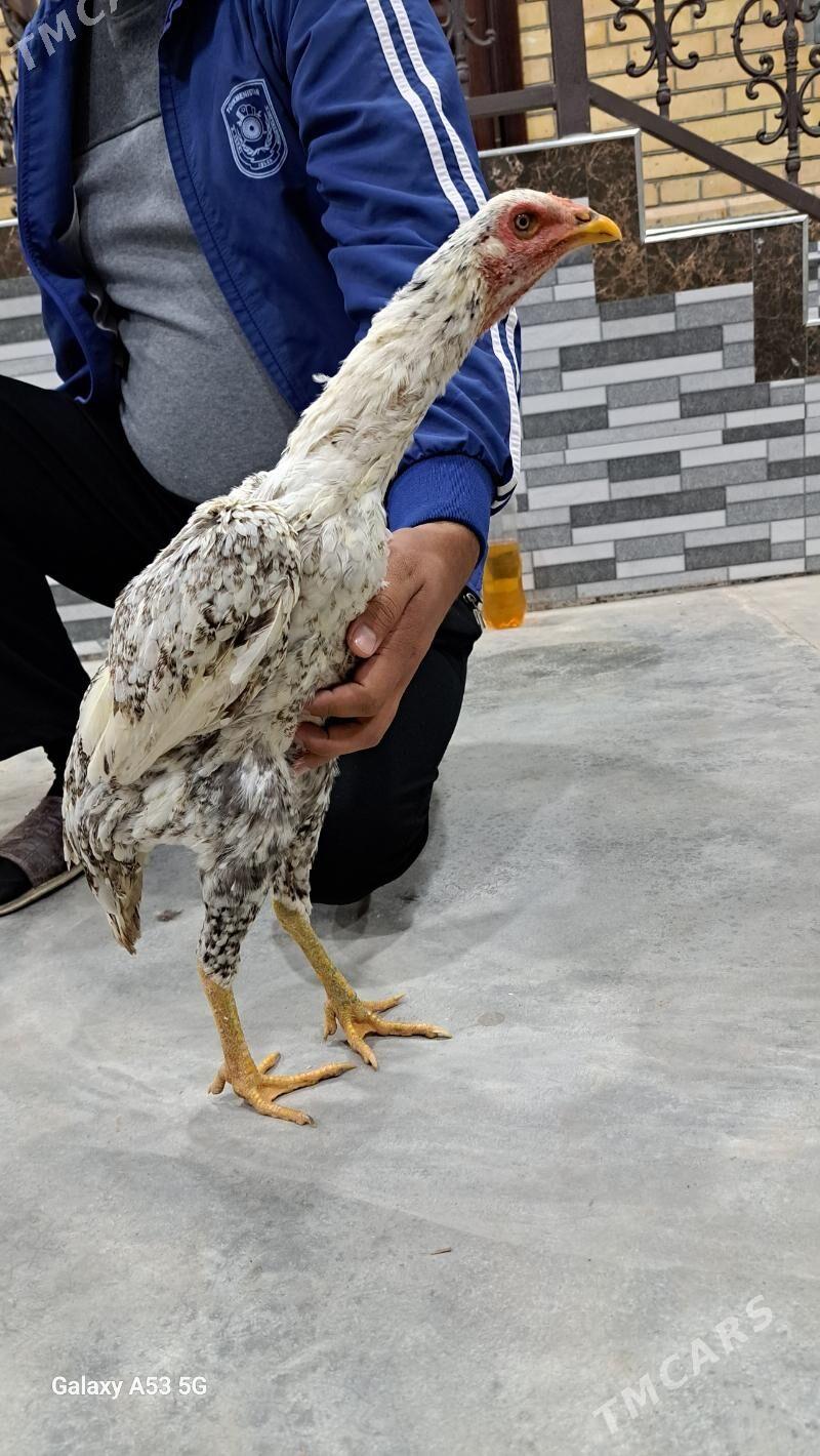 Horaz Maki - Сакар - img 5