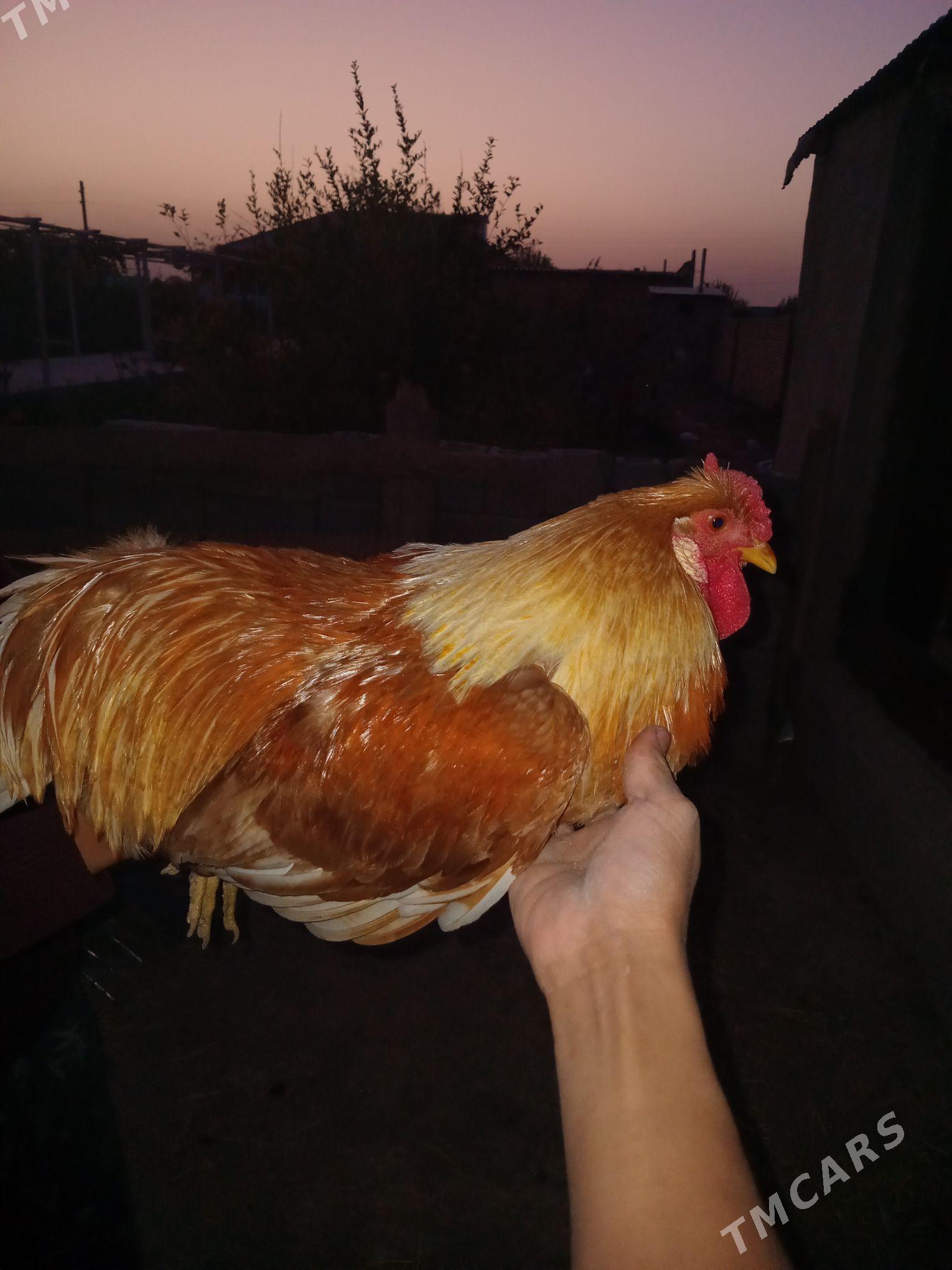 horaz - Кака - img 2