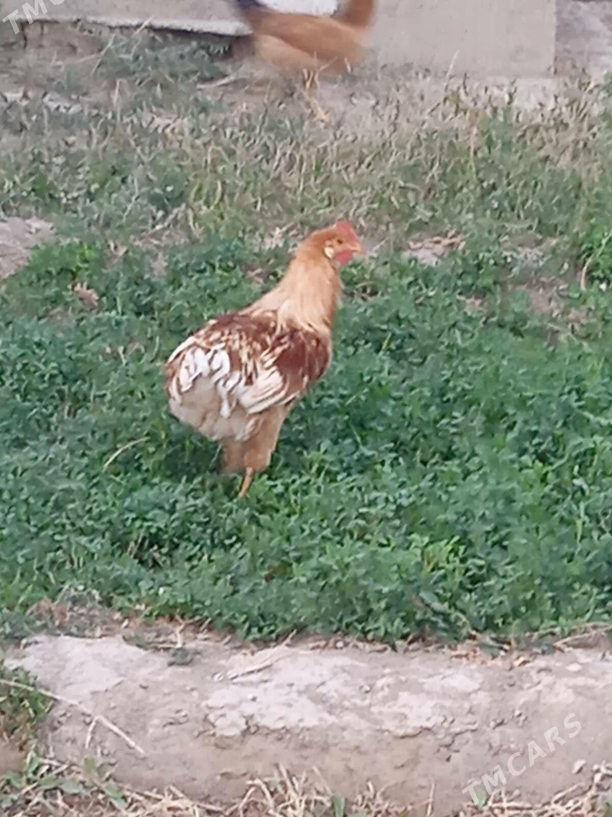 horaz - Кака - img 1