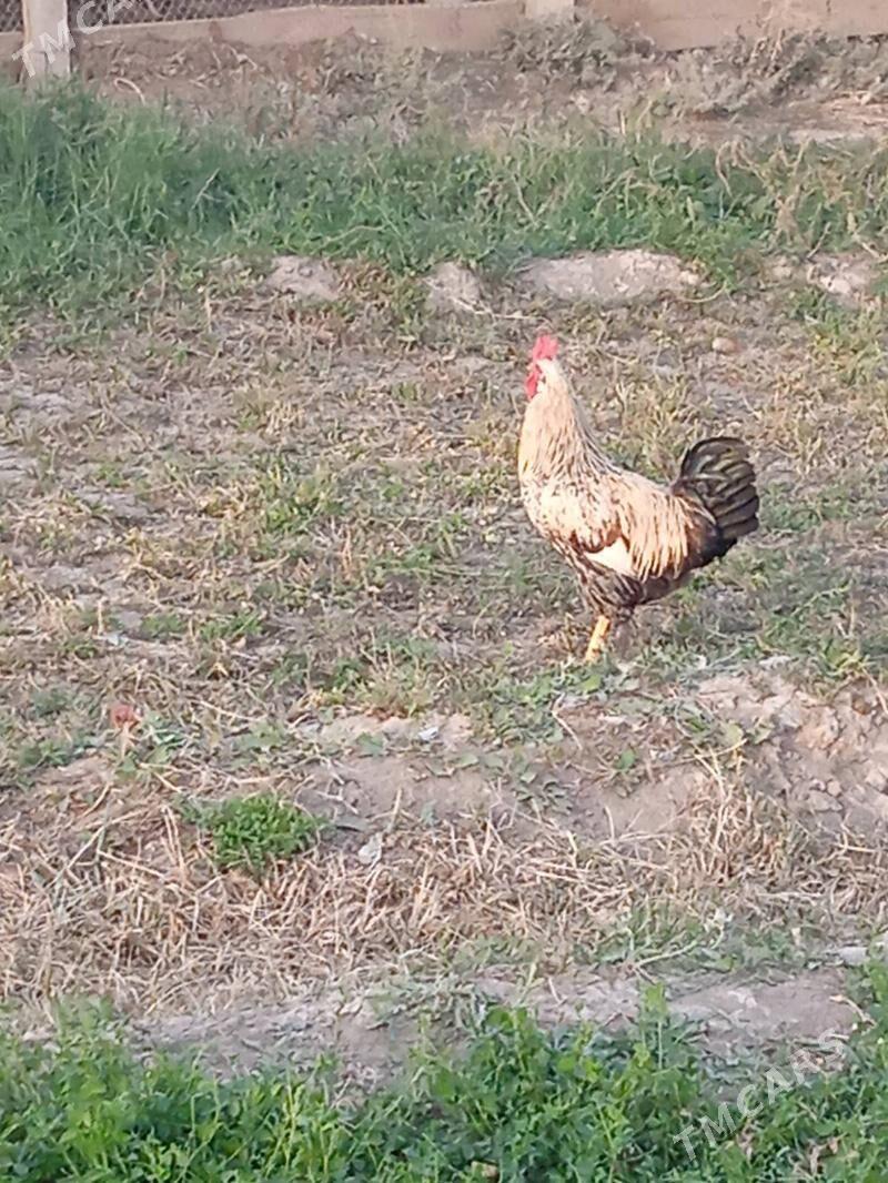 horaz - Кака - img 4