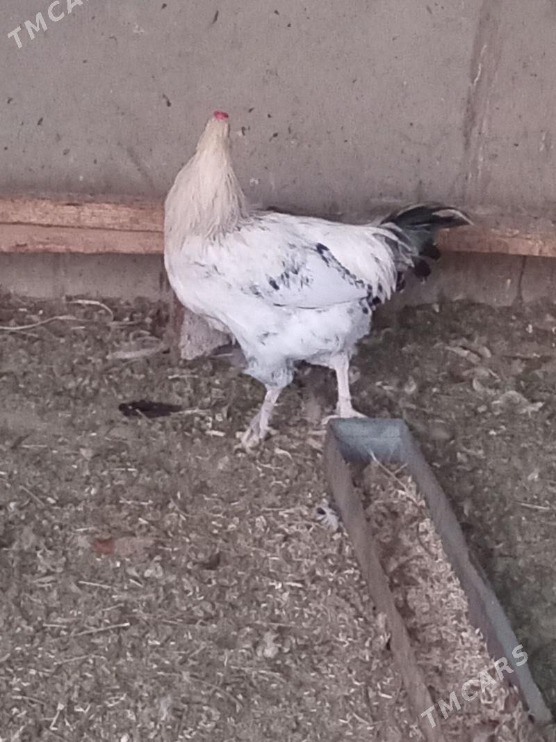 horaz - Кака - img 3