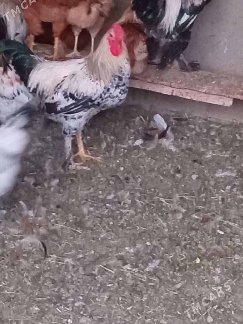 horaz - Кака - img 10