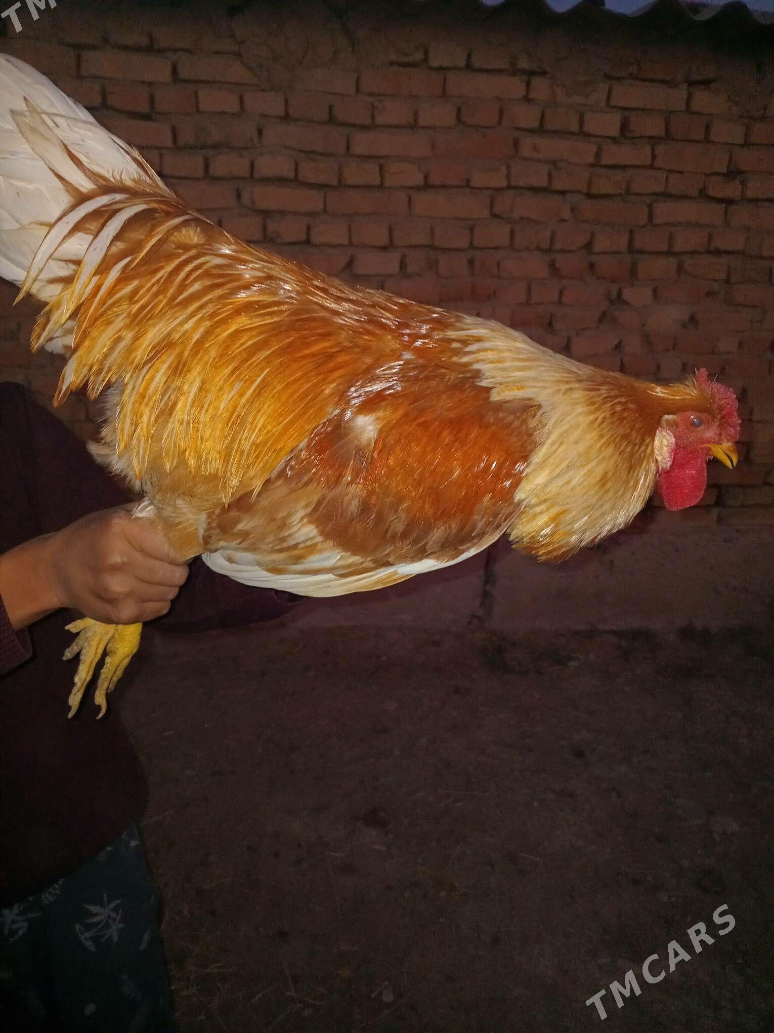 horaz - Кака - img 6