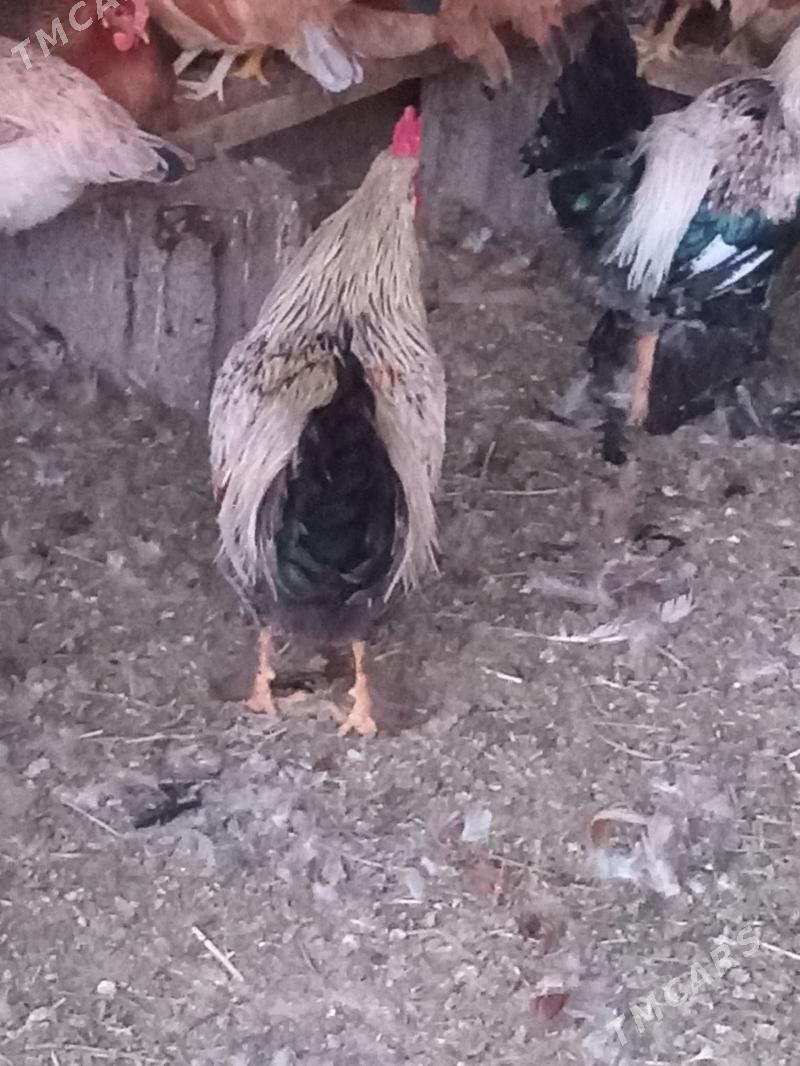 horaz - Кака - img 7