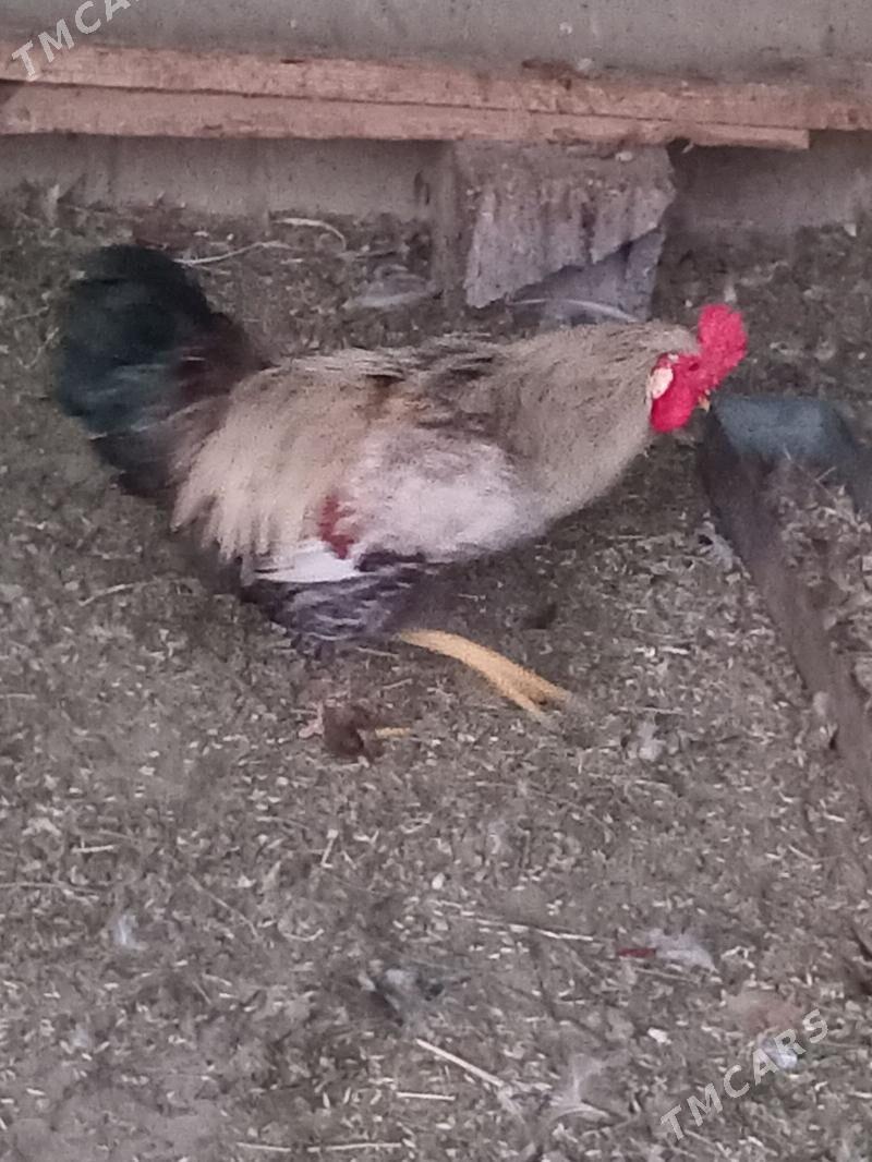 horaz - Кака - img 8