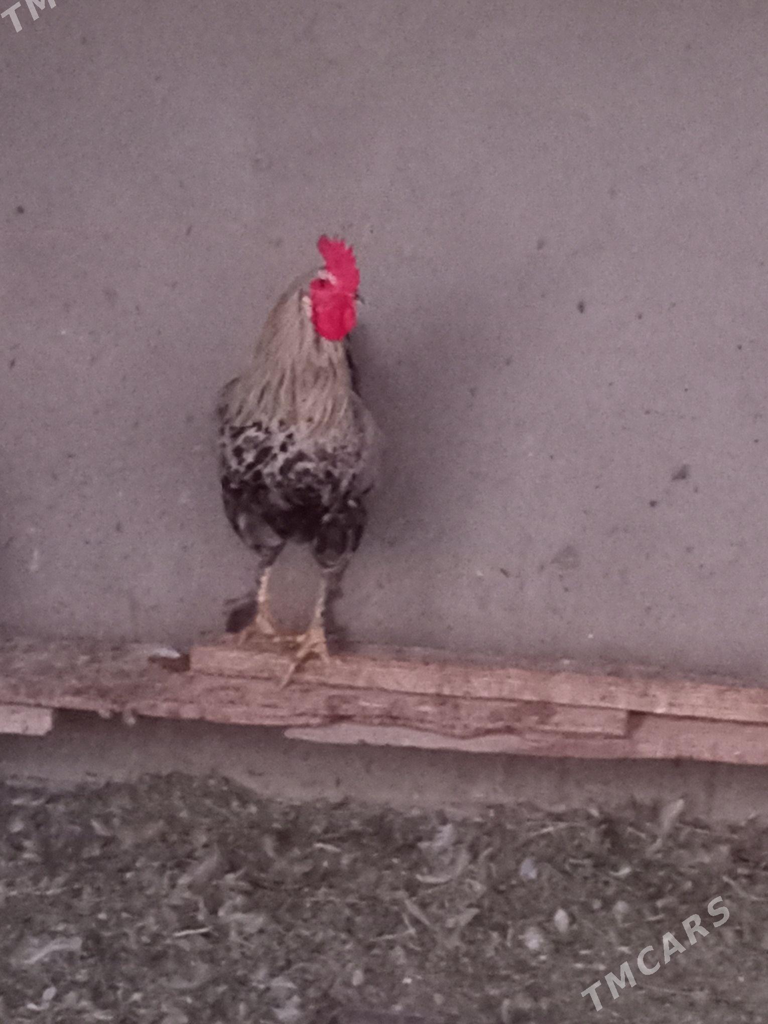 horaz - Кака - img 9