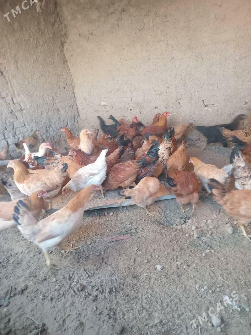 Towuk - Кака - img 2