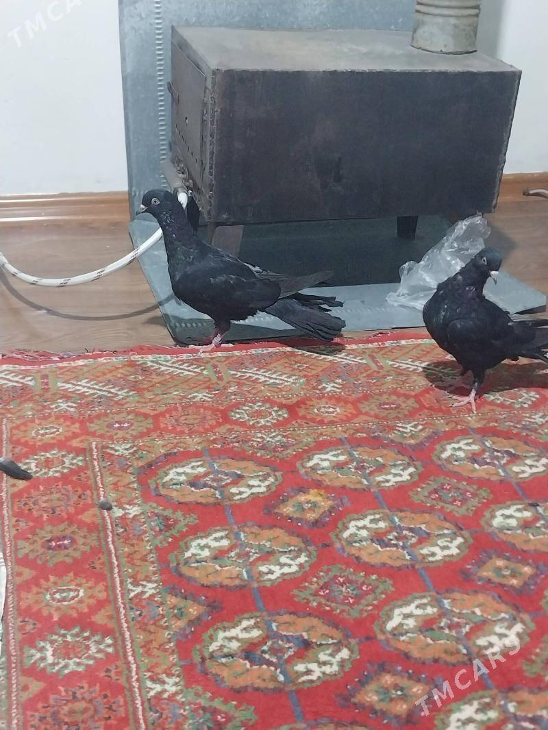 KEPDERI - Мургап - img 6