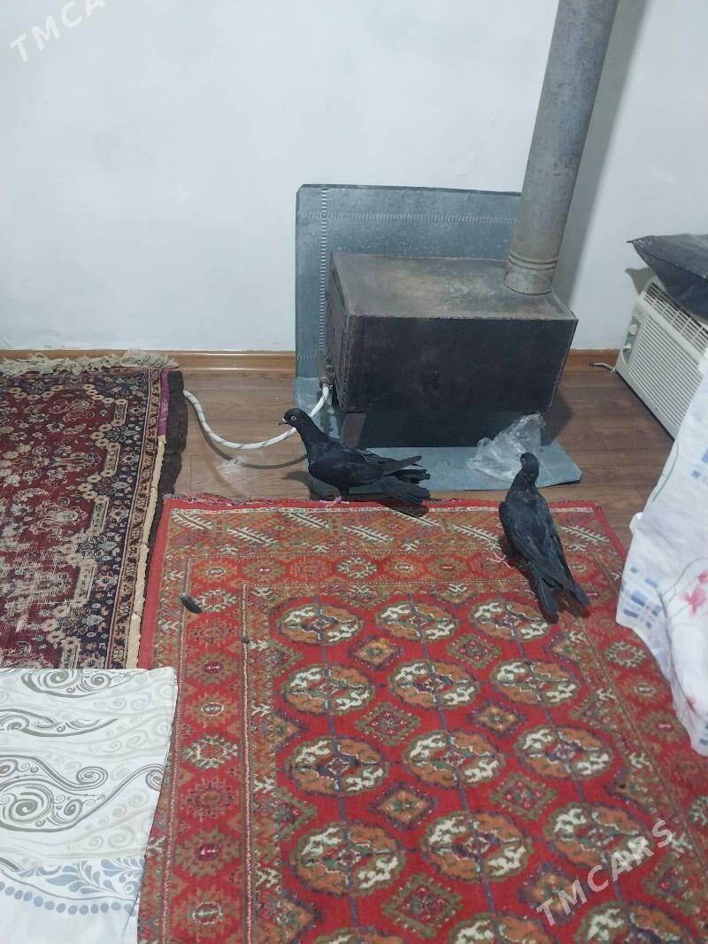 KEPDERI - Мургап - img 2