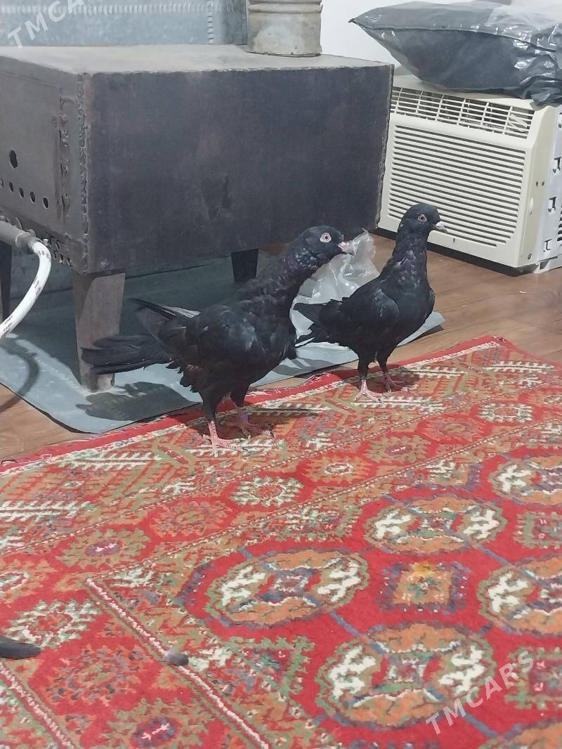 KEPDERI - Мургап - img 4