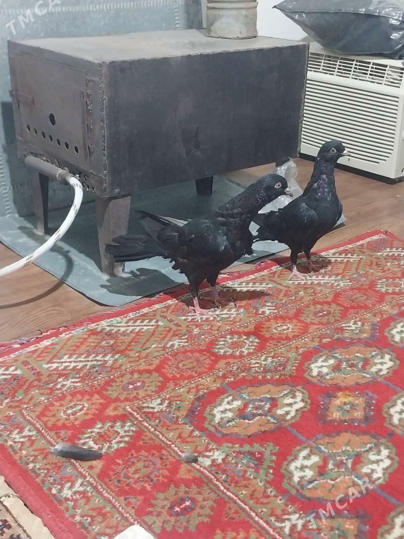 KEPDERI - Мургап - img 3