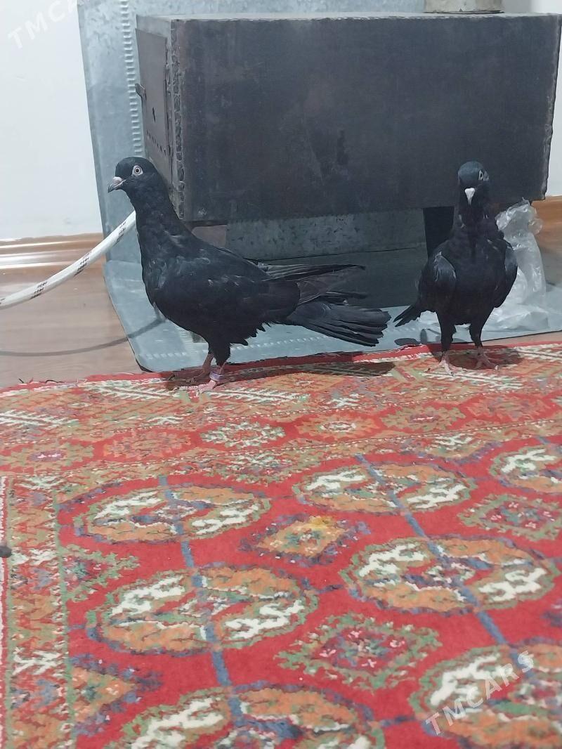 KEPDERI - Мургап - img 5