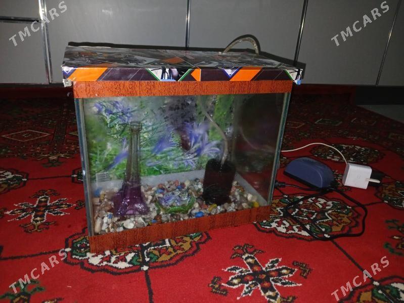 akwarium - Туркменабат - img 4