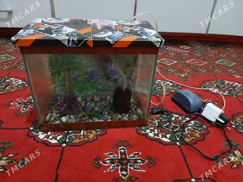 akwarium - Туркменабат - img 1