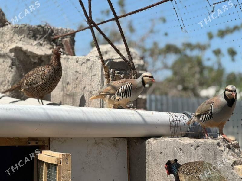 käkilik - Туркменабат - img 2