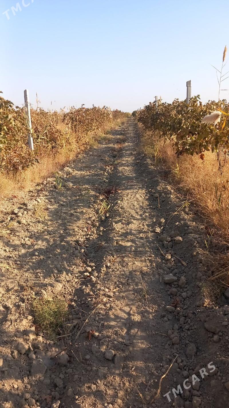 Üzüm getdar - Gökdepe - img 1