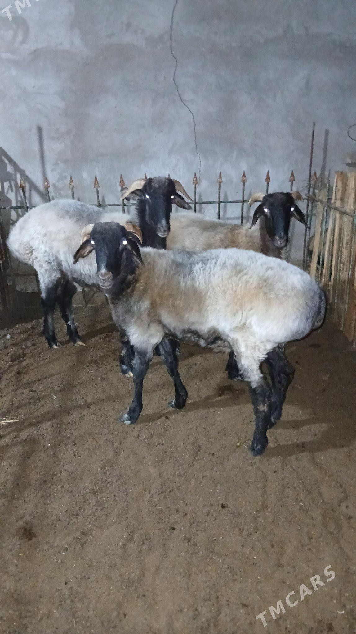 Goÿun - Рухабат (90-й разьезд) - img 2