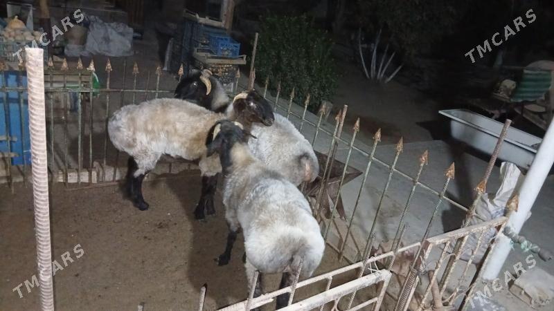 Goÿun - Рухабат (90-й разьезд) - img 3