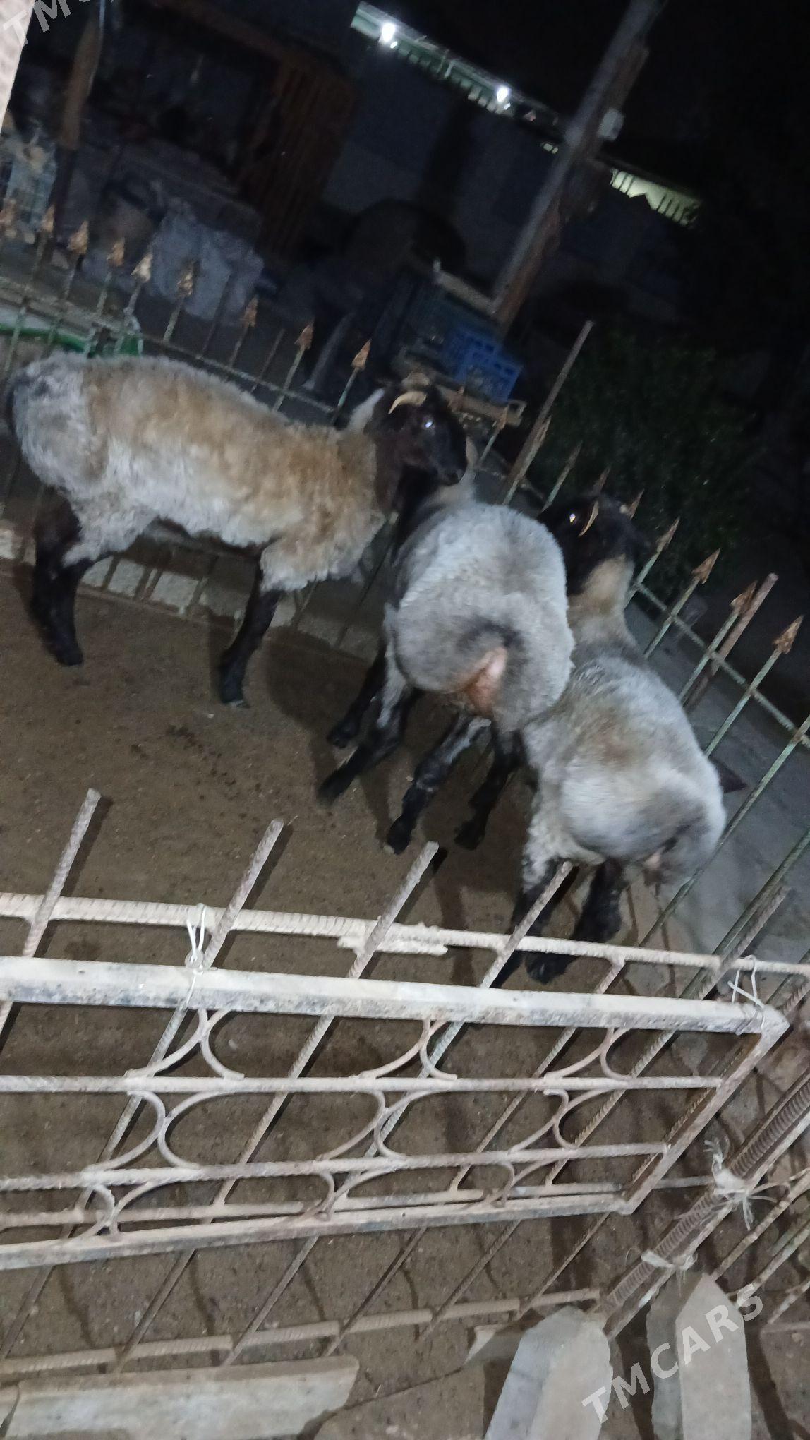 Goÿun - Рухабат (90-й разьезд) - img 1